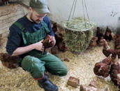Corvin Rittierott bei den Hühnern im großzügigen Scharrbereich - die Hühner lassen sich das Brot aus der Backstube schmecken.
